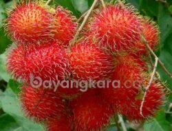 TERNYATA KONSUMSI RAMBUTAN BANYAK MANFAAT UNTUK KESEHATAN