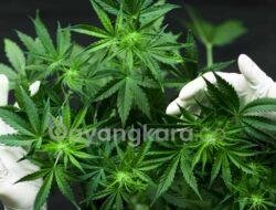 Sat Narkoba Polres Karo Tangkap Pemilik Ladang Ganja