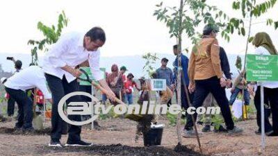 Tanam Pohon di IKN, Presiden Jokowi Tegaskan Reforestasi Terus Dilakukan