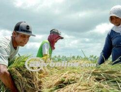 Masuk Masa Panen, Bapanas Ungkap Harga Beras Akan Turun