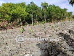 Perambahan Hutan Bakau ± 54 Ha di Tanjung Tiram di Duga Money Loundry