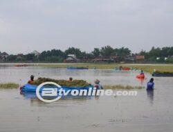 Banjir di Desa Tondomulyo, Petani Terpaksa Panen Padi dengan Perahu Dari Terpal