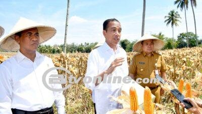 Kunjungan Presiden Jokowi di Gorontalo, Fokus pada Peningkatan Produksi Jagung dan Harga