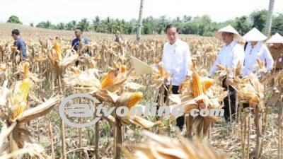 Langkah Jokowi Menghadapi Oversupply Jagung