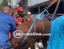 Sapi Kurban Terperosok di Got, Damkar Tanjung Priok Berjibaku Selamatkan