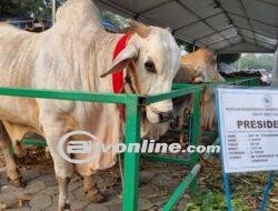 Sapi Kurban Jokowi ‘Mbrebes Mili’: Mengungkap Makna Nama yang Mengharukan di Surabaya?