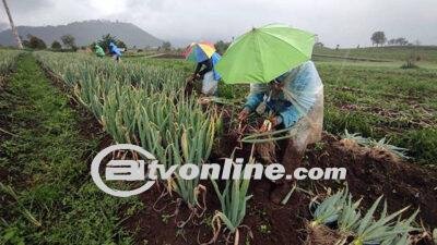 Kenaikan Nilai Tukar Petani di Sulawesi Utara Dipengaruhi Peningkatan Sub-sektor Hortikultura