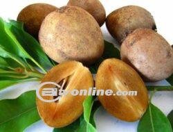 Manfaat Kesehatan dan Cara Nikmati Buah Sawo: Si Manis dari Tropis