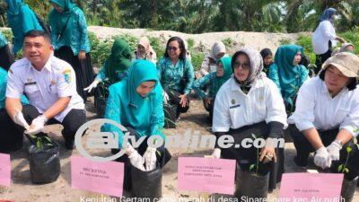 Tekan Laju Inflasi, Dinas Pertanian dan Perkebunan Lakukan Gertam Cabai Merah