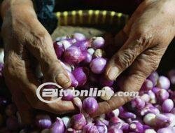 Harga Rata-rata Bahan Pangan Nasional Alami Perubahan Beragam pada Akhir September 2024